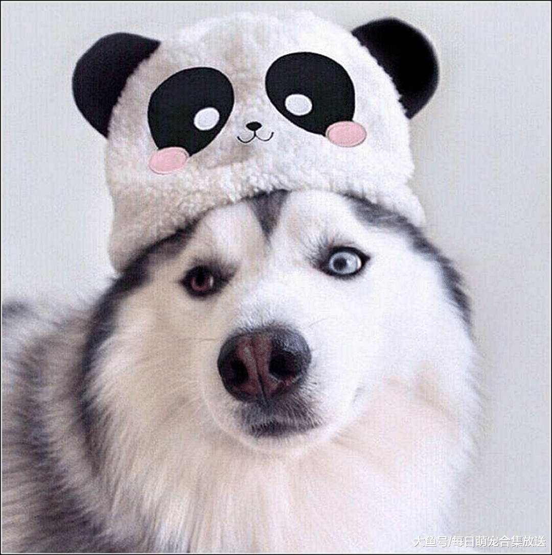 男主骗二哈绝育，它一脸开心的以为是去洗澡，做完出来后崩溃了