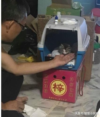 捡奶猫回家爸超反对！几天后他趴地上观察陪玩，乐当猫奴