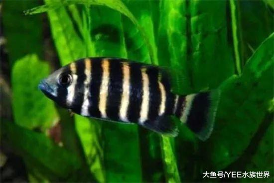 自从养了十间，再也不怕小鱼爆缸了，真好