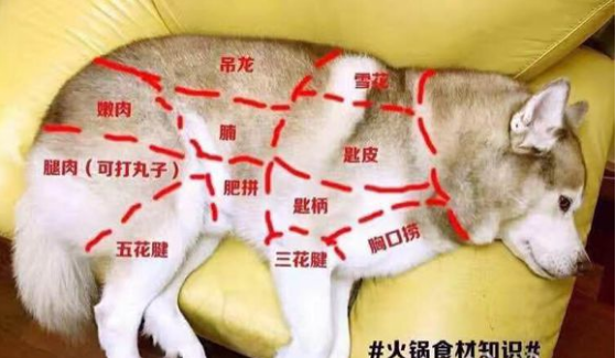 冬天来了, 哈士奇和火锅最配了, 走起! ! !