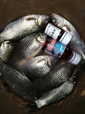 老渔翁说漏嘴，钓鱼就用这小玩意！一次放几滴，鱼获猛增10倍