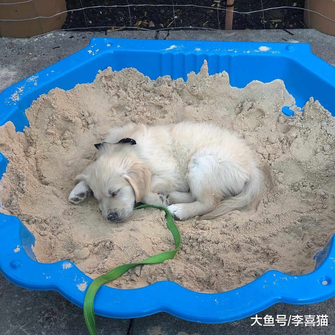 狗狗喜欢挖坑刨土不只是想埋食物，这个行为的出现一共有五个原因