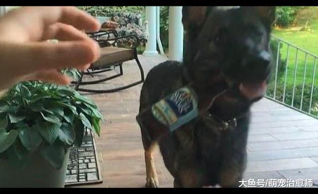 德牧帮主人拿来啤酒后，没想到转身叼来狗碗：给我也来点儿吧！