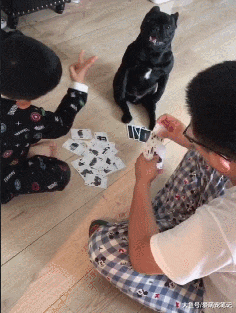 主人打扑克缺人手，把法斗叫过来参与其中，汪：为这个家操碎了心