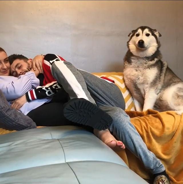 哈士奇也會吃醋，看男主人抱著女主人，用撒嬌引起注意