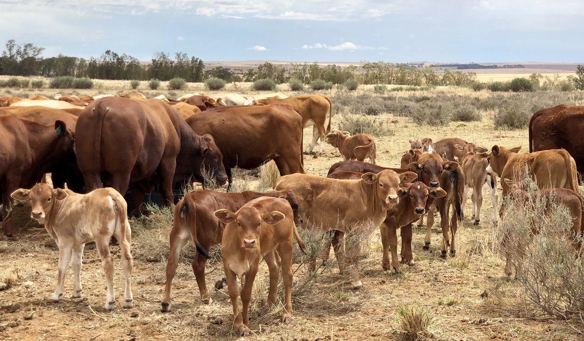 小型猫科动物里的猛兽：浅谈兔狲的生活习性及其生态作用