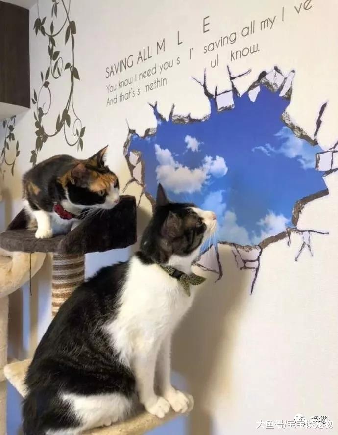 为了防止喵主子挠墙，机智的铲屎官想出了这么一个办法，笑喷～