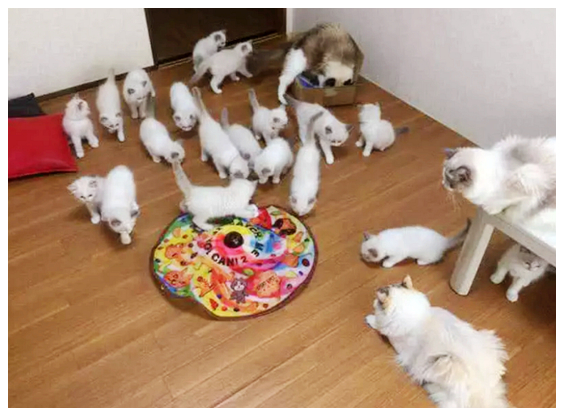 家里的布偶猫怀孕了，三个月后生下小宝宝，看这数量，无法淡定了