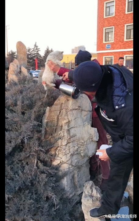 東北貓站在石頭上，結果尾巴被凍住了！主人拿來溫水化冰才救下它
