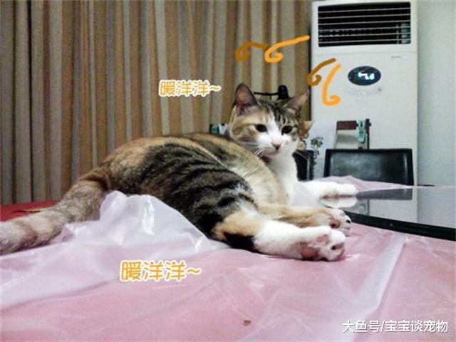 下楼取快递忘记关空调，上来后看到这个画面，主人笑的扶墙走！