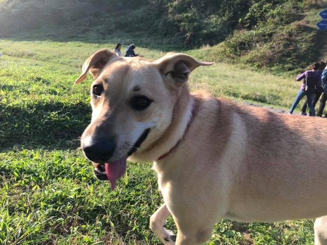 被遗弃过的狗狗有多害怕失去, 散步的时候转个弯, 都要回头找主人