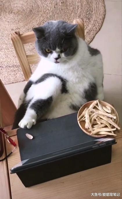 網友準備瓜子零食看電視，去趟廁所被英短貓霸占，這貓咪好會享受
