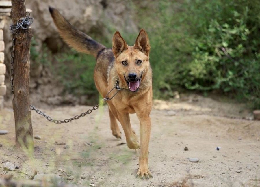 狗往食盆里撒尿是嫌弃食物不好吃？有可能它焦虑了