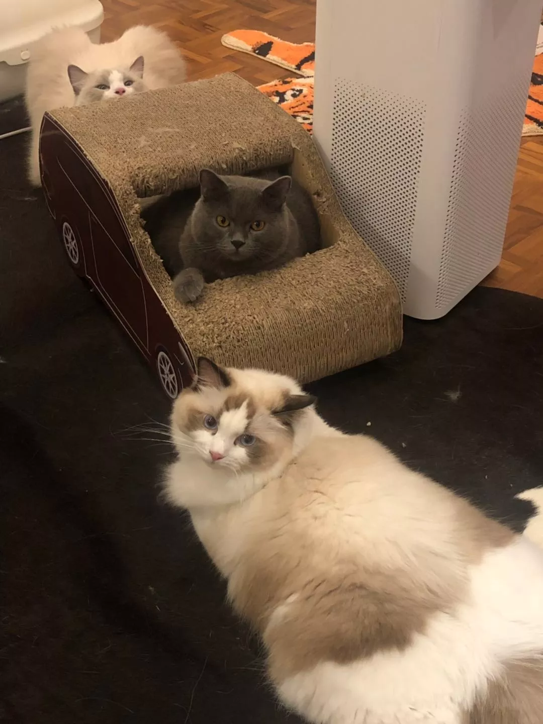 主人从机场接回空运过来的小猫咪，发现猫咪已经吓尿了，究竟小猫咪如何做好航空小乘客？