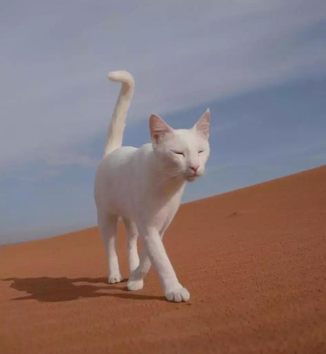 你有没有想过，你家猫要是到了沙漠里会怎么样？