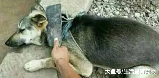 狗狗做了错事, 主人要教训他, 等下你这表情是什么意思?