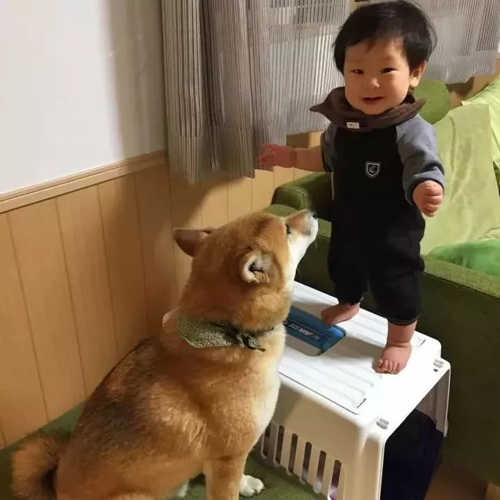 柴犬家添了一个小主人后，就像大哥一样无限宠溺！看完想养狗了