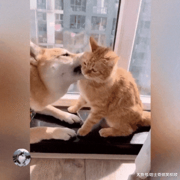 柴犬“夫妻”15岁了，装上轮子后不停转圈圈，主人也笑翻了