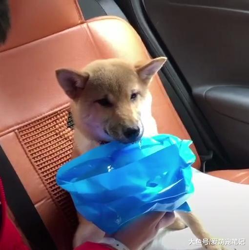 网友带柴犬回家过年, 走到半路发现狗狗晕车, 流口水的模样好可怜