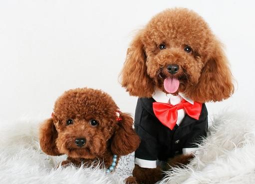 这5件事情最好别对泰迪犬做，它会伤心难过，你中招没有？