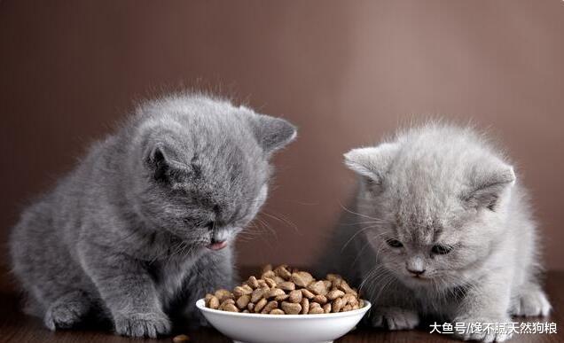 小编提醒你: 狗狗长期吃这“5种食物”, 就离生病不远了!