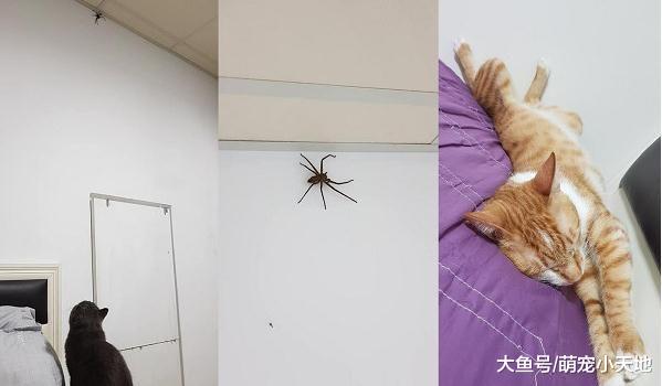 手贱橘猫开纱窗让8爪好友进屋，结果自己落跑躲起来让饲主处理