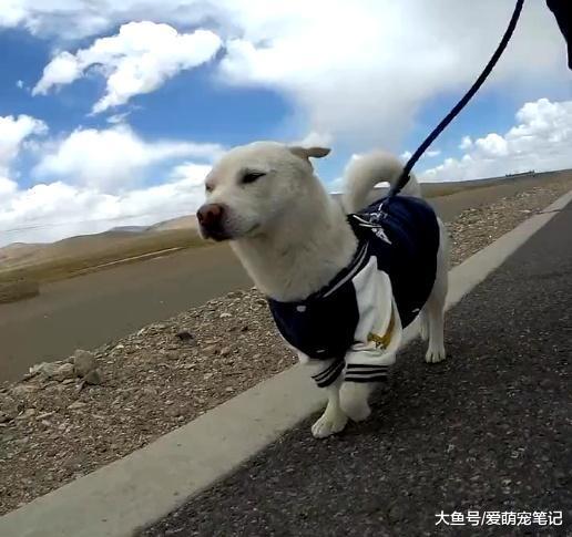 背包客徒步旅行发现流浪狗，因一只烤鸭结缘，如今成为狗生赢家！
