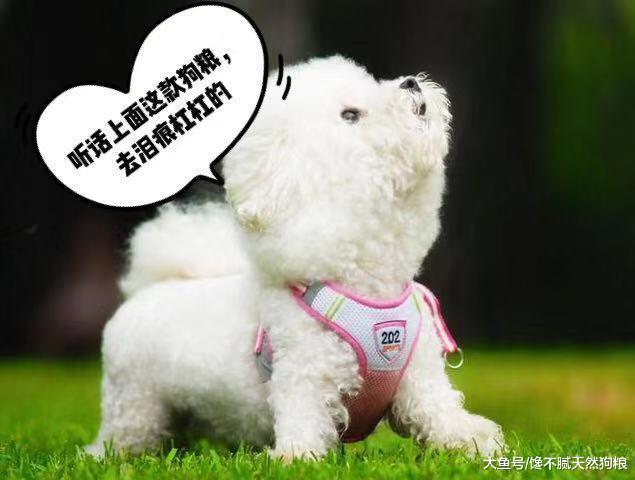 为什么大家都不太敢养比熊犬？这5点，不是人人都能接受！