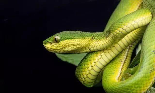 猫咪和蛇干架，为什么从没见蛇赢过？终于知道原因了！