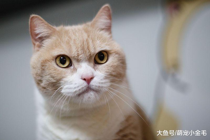 萌宠：英短在生活中最需要注意的几个小缺点