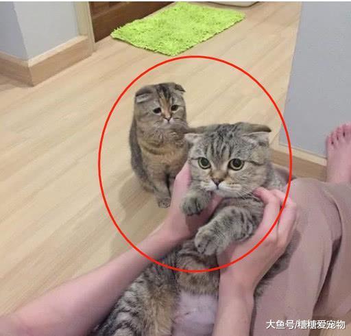猫咪看到主人和另一只猫玩耍, 醋意爆发, 下一秒它的反应笑喷了!