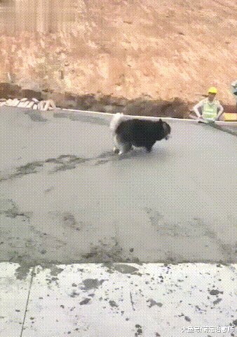 人們鋪的水泥路還沒凝固，阿拉斯加就在上面走了，工人：好絕望！