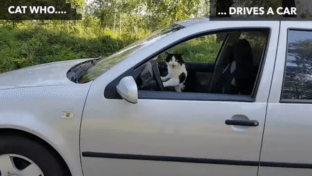 猫咪都会做啥？你想得到吗……