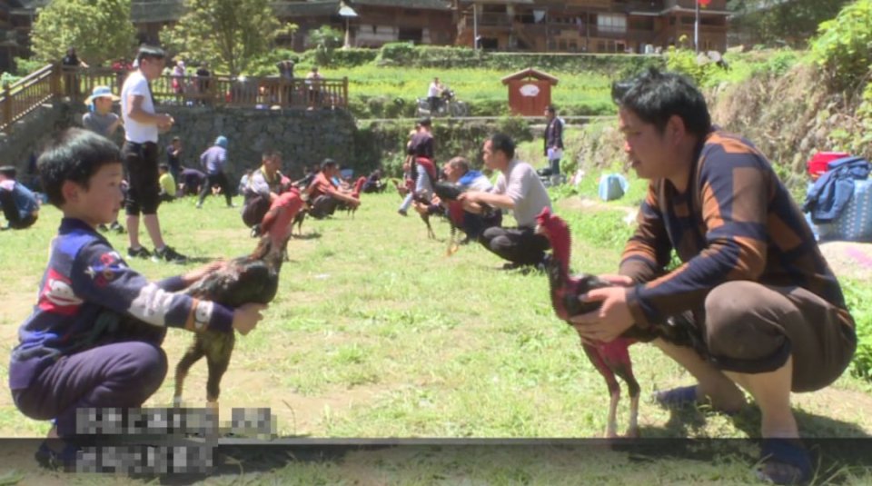 贵州雷山，100余只斗鸡上演一场“武林大会