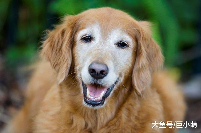 狗狗在慢慢变老，你察觉到了吗？很多人都不知道这6个提醒信号
