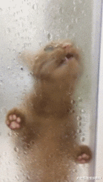 自从养了猫咪，我家的玻璃就没有擦过！省钱了！