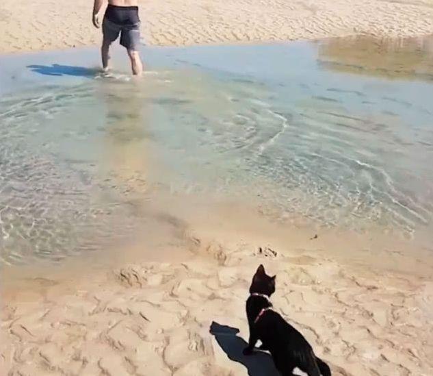 见过狗刨式, 你见过猫刨式吗? 黑猫跟随主人趟水过河, 网友笑哭了