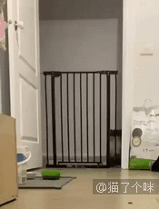 这是我见过跳跃最轻松优雅还Q弹的一只猫了