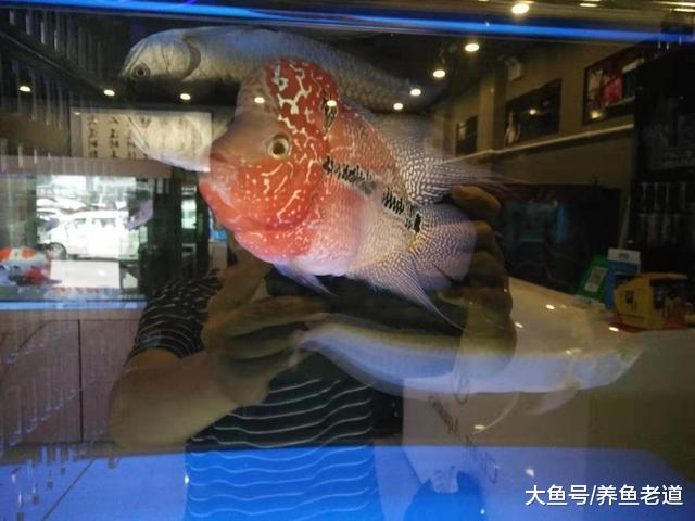 就因为缺少了这些反向操作，我们饲养的观赏鱼，患病总是久治不愈