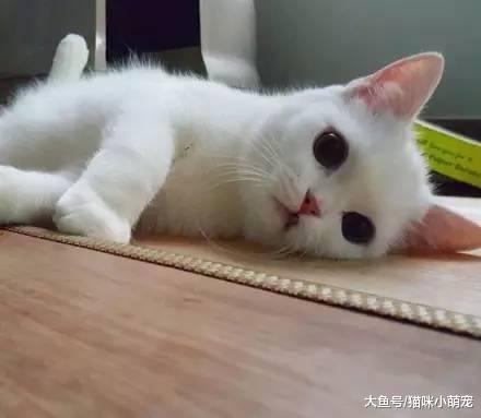 中華田園貓都有哪幾種？每一種都有什么特點呢？