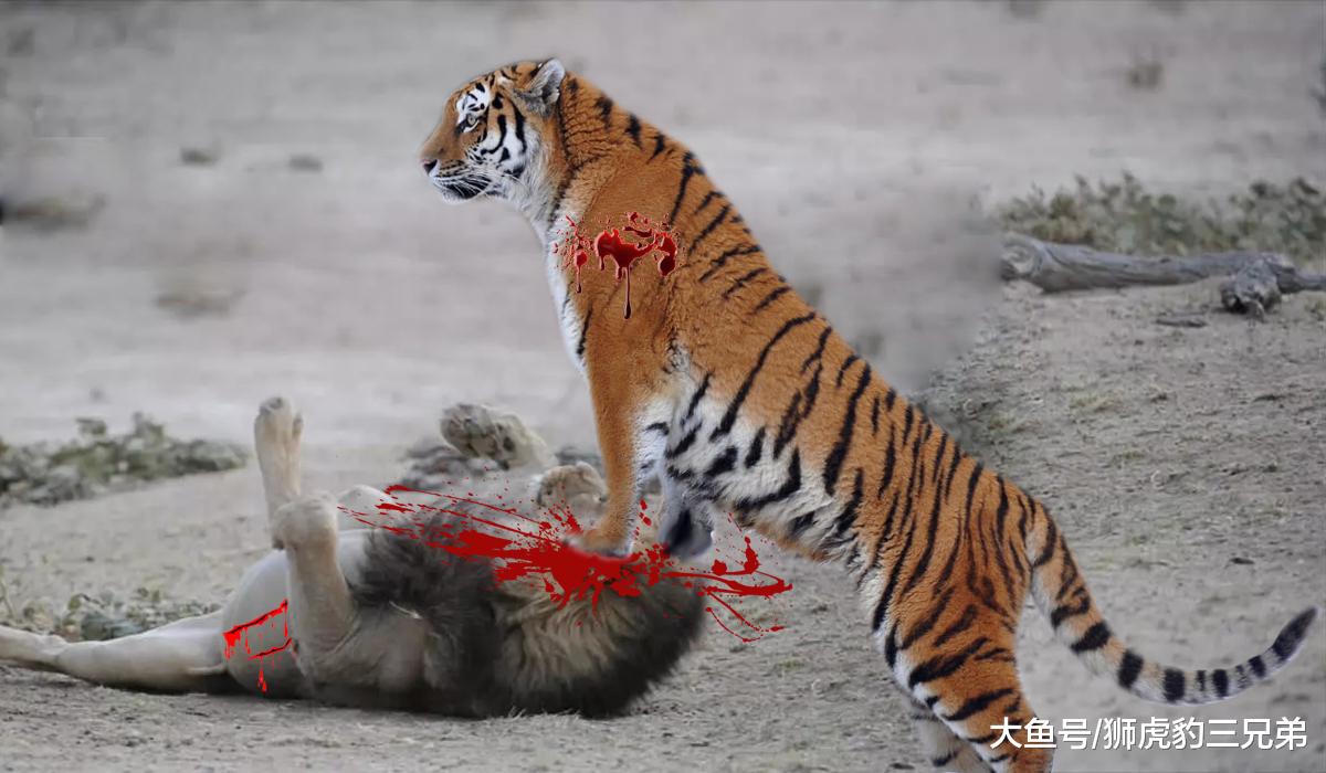 从狮虎兽和虎狮兽就可以看出来，雄狮的基因比老虎的基因强大？