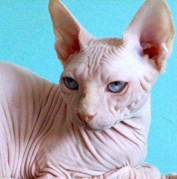 地球上4大长相特殊宠物, 图2很动漫，图3给100万都不敢养