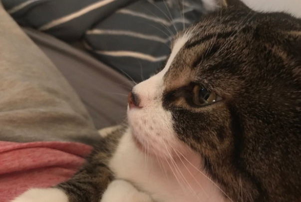 家中的猫咪总有调皮的时候，可能会在家里搞破坏，主人该如何阻止？