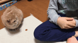 看着主人和新来的两只小猫相亲相爱 , 土著猫咪心里很不是滋味