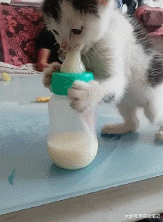 主人买了个奶瓶，小猫以为是买给它的，喵：谁还不是个宝宝呢