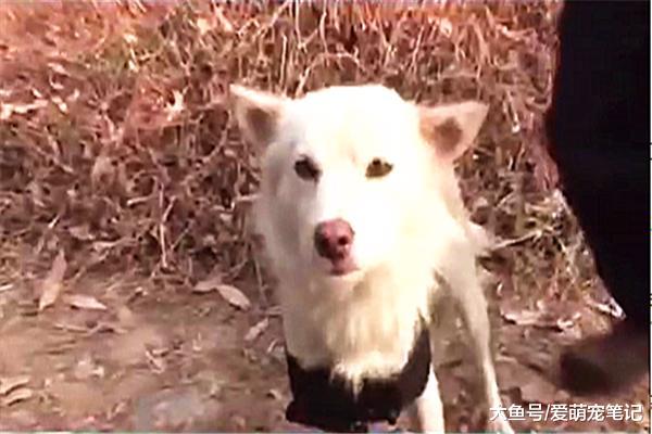 小奶狗被宠主陆续送人，狗妈把最后一只藏起来，不让主人轻易发现