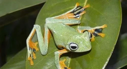 地球上10种奇特的动物，会飞行的青蛙，四不像的昆虫