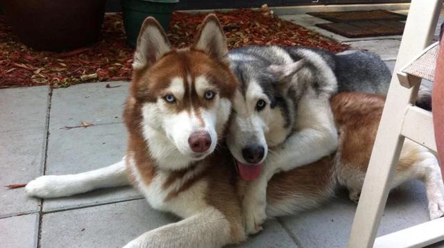 养一只狗狗，光有爱心是不够的，科学饲养也很重要！