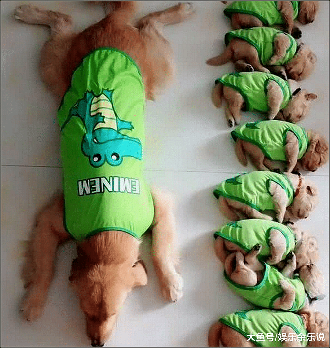 金毛生了一窝狗崽，男子邀请同事来家里玩，刚进门同事就不淡定了