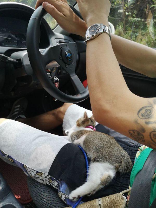 猫咪成为货车司机跟班，坐玻璃窗前看风景，连出门都是藏在挎包中